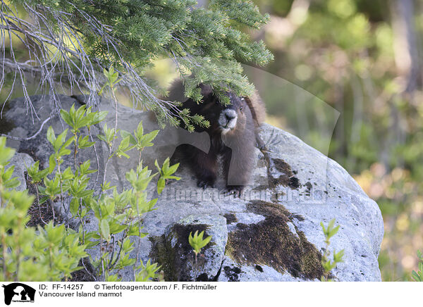 Vancouver-Murmeltier / Vancouver Island marmot / FF-14257
