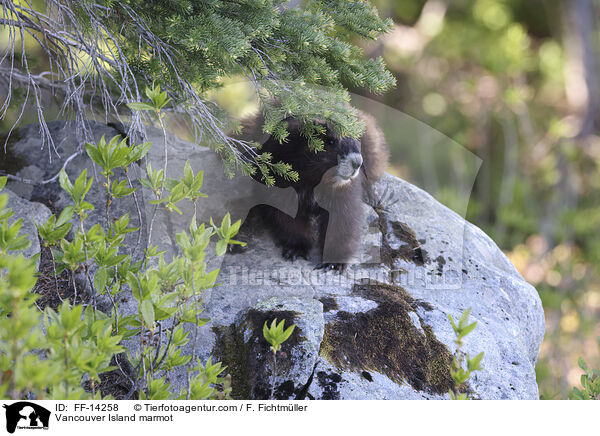 Vancouver Island marmot / FF-14258
