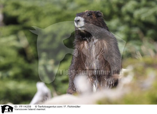 Vancouver Island marmot / FF-14259