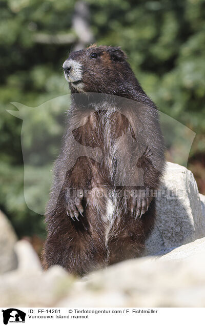 Vancouver-Murmeltier / Vancouver Island marmot / FF-14261