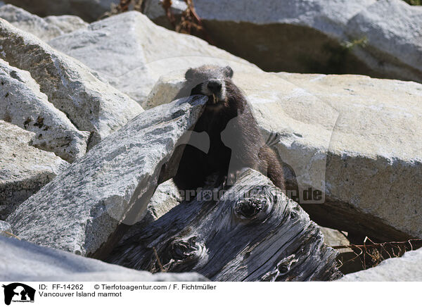Vancouver Island marmot / FF-14262