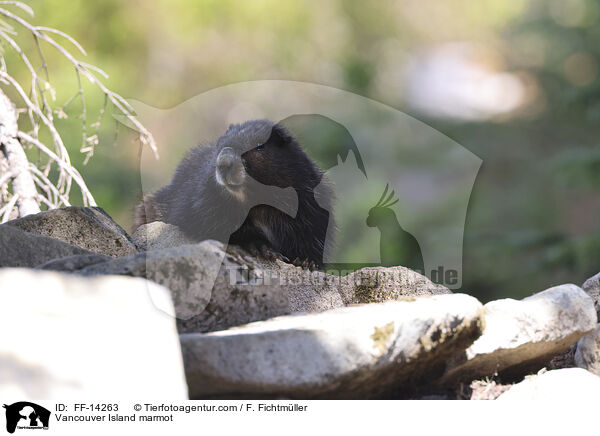 Vancouver-Murmeltier / Vancouver Island marmot / FF-14263