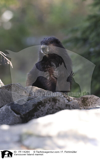 Vancouver-Murmeltier / Vancouver Island marmot / FF-14264