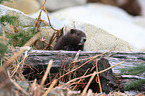 Vancouver Island marmot