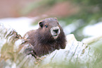 Vancouver Island marmot