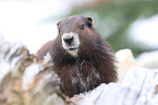 Vancouver Island marmot