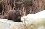 Vancouver Island marmot