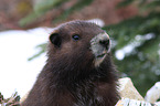 Vancouver Island marmot