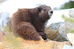 Vancouver Island marmot