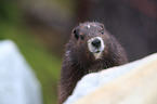 Vancouver Island marmot