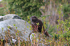 Vancouver Island marmot
