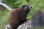 Vancouver Island marmot