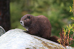 Vancouver Island marmot