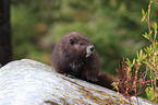 Vancouver Island marmot