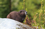 Vancouver Island marmot