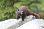 Vancouver Island marmot