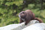 Vancouver Island marmot