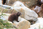 Vancouver Island marmot