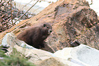 Vancouver Island marmot