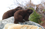 Vancouver Island marmots