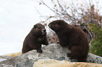 Vancouver Island marmots