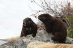 Vancouver Island marmots