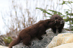 Vancouver Island marmots
