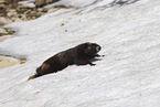 Vancouver Island marmot