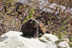 Vancouver Island marmot