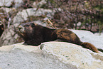 Vancouver Island marmot