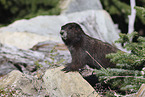 Vancouver Island marmot
