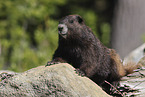 Vancouver Island marmot