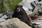 Vancouver Island marmot