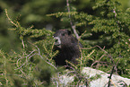 Vancouver Island marmot