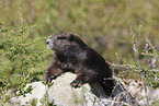 Vancouver Island marmot