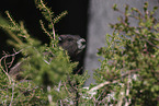 Vancouver Island marmot