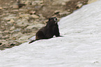 Vancouver Island marmot