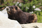 Vancouver Island marmot