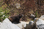 Vancouver Island marmot