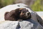 Vancouver Island marmot