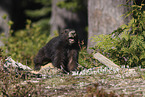 Vancouver Island marmot