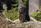 Vancouver Island marmot