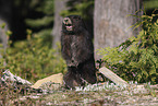 Vancouver Island marmot