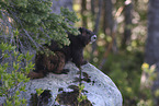 Vancouver Island marmot