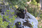 Vancouver Island marmot