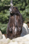 Vancouver Island marmot