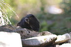 Vancouver Island marmot