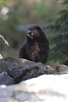 Vancouver Island marmot