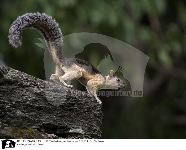 variegated squirrel / FLPA-04819