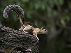 variegated squirrel